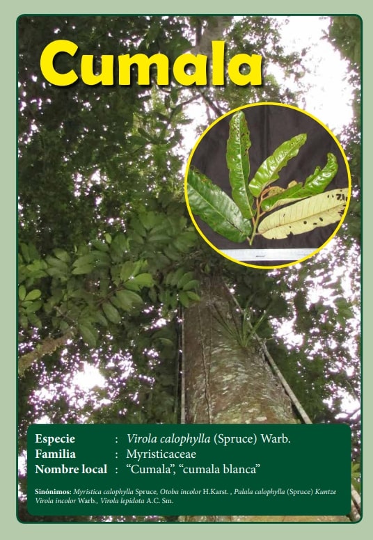 Ficha Cumala, una de las especies vendidas por La Oroza.