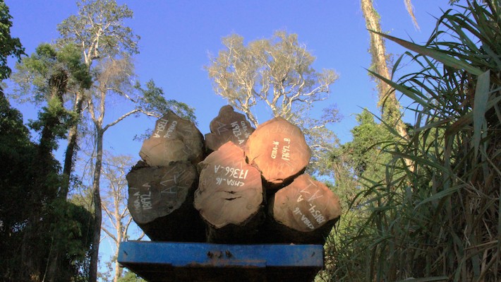 Madera talada de un bosque en Perú.